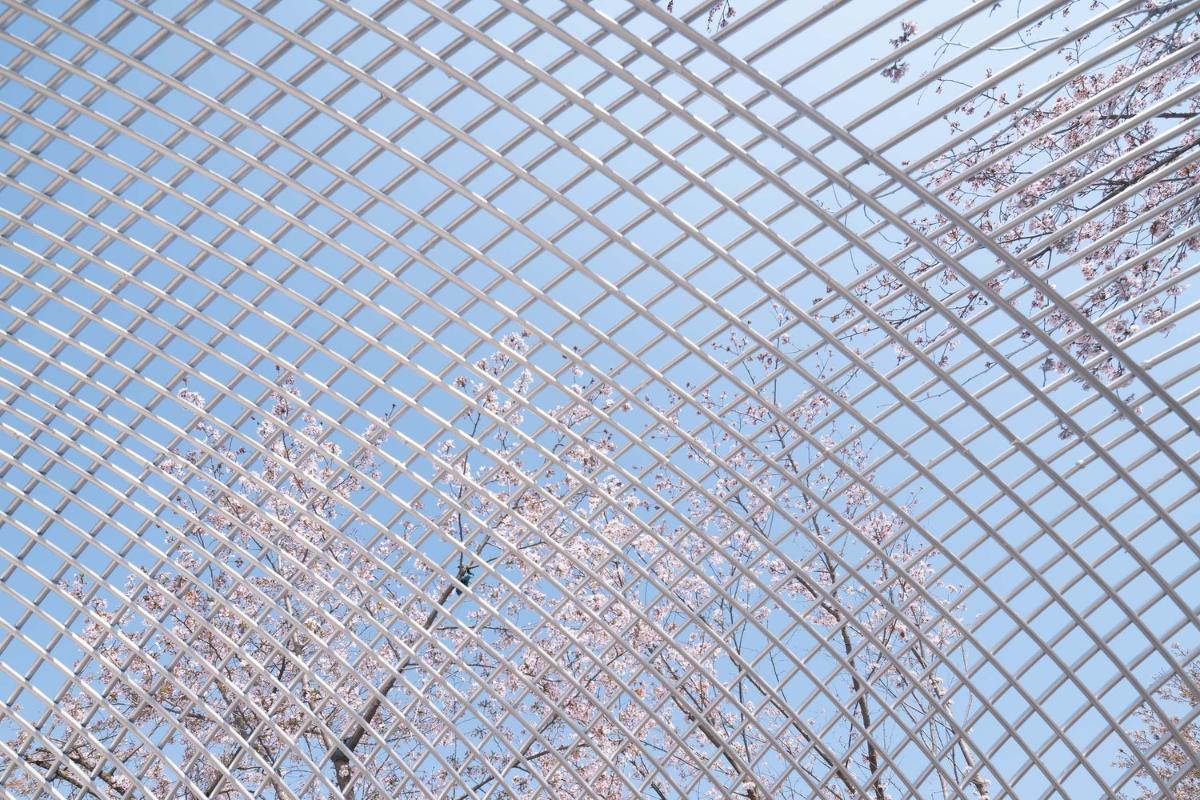 037-透過(guò)網(wǎng)狀空隙觀櫻花.jpg 037-透過(guò)網(wǎng)狀空隙觀櫻花.jpg